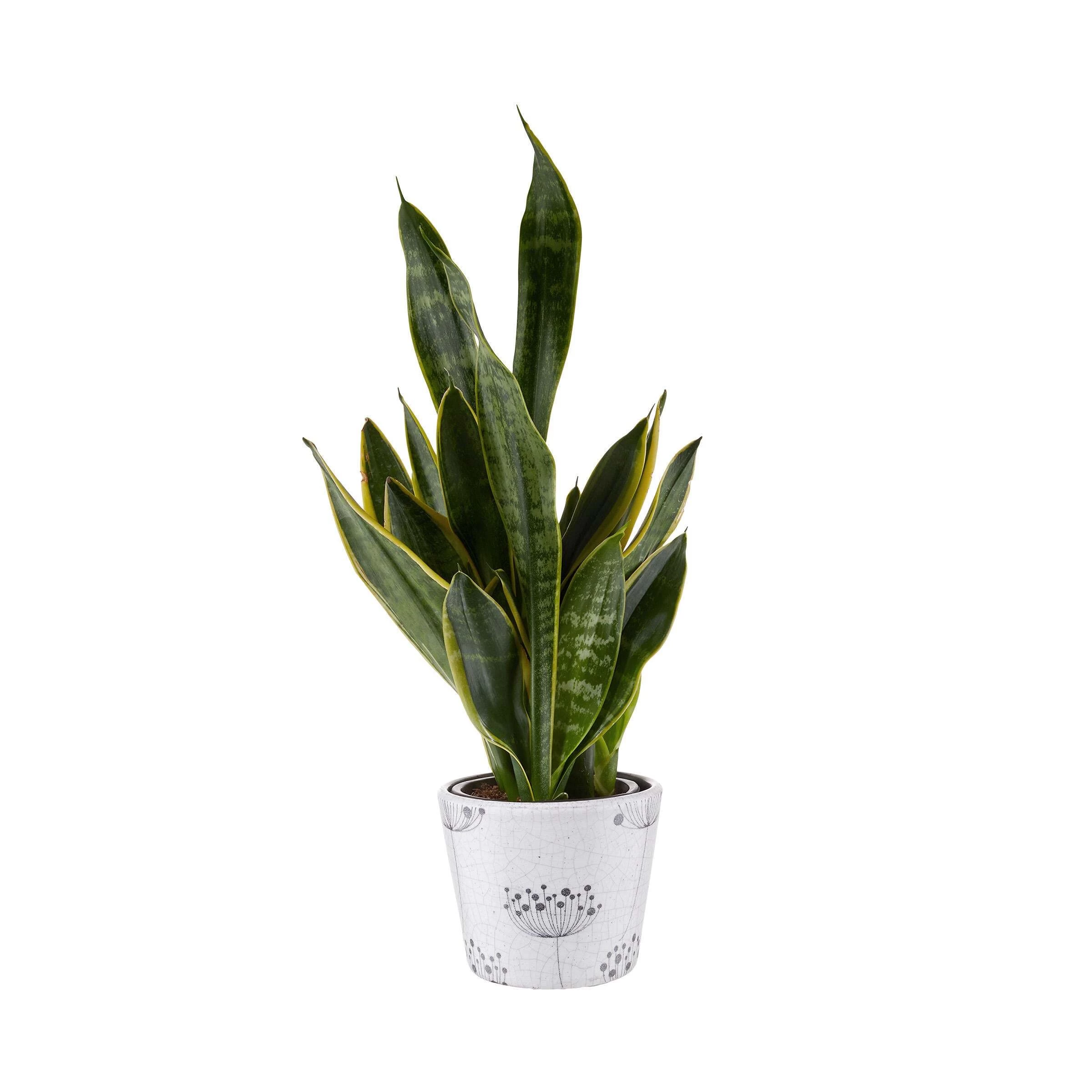 Blumentopf Ø14cm EVERGREEN In Schwarz-Weiß 4 Blumentopf Ø14cm EVERGREEN In Schwarz-Weiß – Bild 2