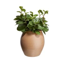 Vase/Blumentopf Höhe 29cm TUSCANY In Braun -Butlers butlers vase blumentopf hohe 29cm tuscany in braun 2